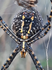 Argiope trifasciata