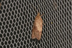 Oligoloba severa