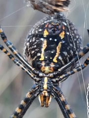 Argiope trifasciata