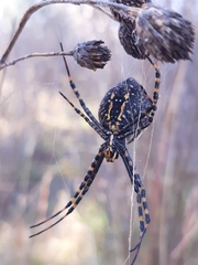Argiope trifasciata