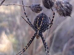 Argiope trifasciata