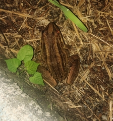 Leptodactylus latrans