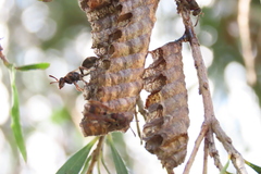 Ropalidia revolutionalis