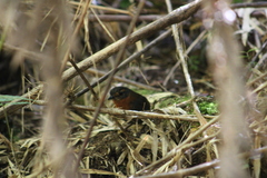Scelorchilus rubecula