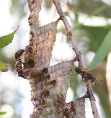 Ropalidia revolutionalis