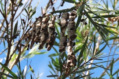 Ropalidia revolutionalis