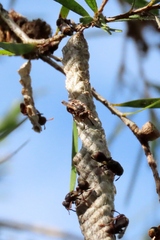 Ropalidia revolutionalis