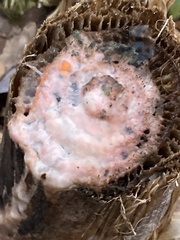 Fusicolla merismoides