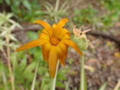 Calenduleae