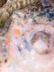 Fusicolla merismoides