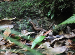 Arthropteris tenella