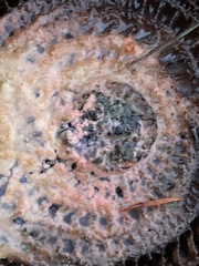 Fusicolla merismoides