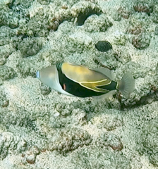 Rhinecanthus rectangulus