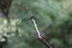 Sephanoides sephaniodes