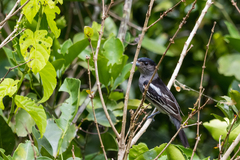 Pachyramphus polychopterus