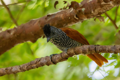 Thamnophilus palliatus