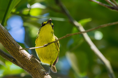 Todirostrum poliocephalum