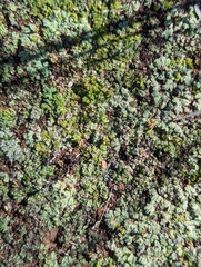 Geothallus tuberosus