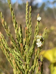 Taxodiomyia cupressi