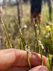 Taxodiomyia cupressi