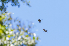 Aratinga auricapillus