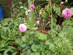 Dahlia pinnata