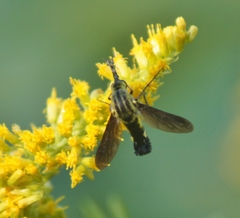 Lepidophora lepidocera