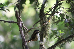 Aphrastura spinicauda