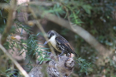 Pygarrhichas albogularis