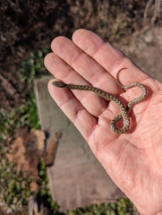 Hypsiglena ochrorhynchus klauberi