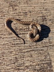 Hypsiglena ochrorhynchus klauberi
