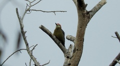 Melanerpes radiolatus