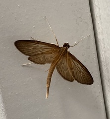 Hymenoptychis sordida