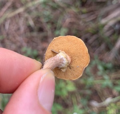 Suillus salmonicolor