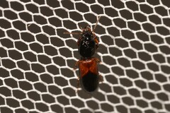Clivina