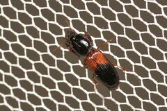 Clivina
