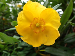 Abutilon grandifolium