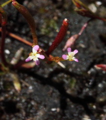 Stylidium despectum