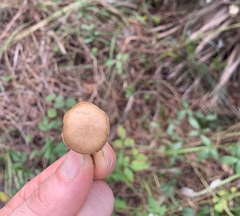 Suillus salmonicolor