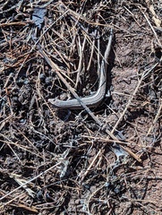 Plestiodon skiltonianus skiltonianus