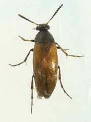 Anaspis flavipennis