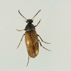 Anaspis flavipennis