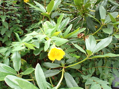 Abutilon grandifolium