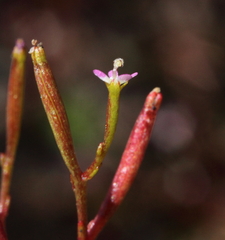 Stylidium despectum
