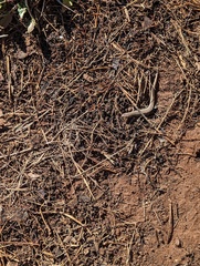 Plestiodon skiltonianus skiltonianus