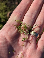 Callitriche marginata