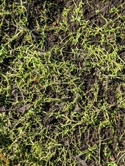 Callitriche marginata