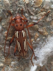 Eburodacrys havanensis