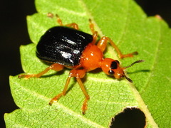 Tomapoderus ruficollis