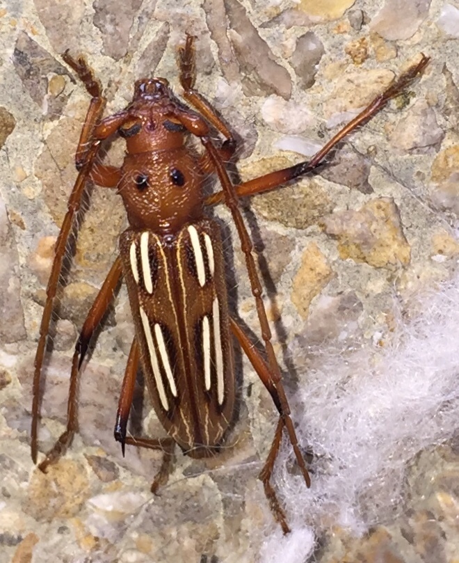 Eburodacrys